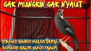 Download lagu SUARA pancingan poksay Mandarin paling efektif cepat bikin nyaut emosi poksay Mandarin susah bunyi mp3 Download lagu SUARA pancingan poksay Mandarin paling efektif cepat bikin nyaut emosi poksay Mandarin susah bunyi mp3