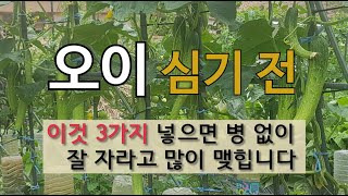 오이 심기 전 이것 3가지 하면 병 없이 잘 자라고 많이 맺힙니다 #텃밭에서 오이 잘 가꾸기 #오이 심는 시…
