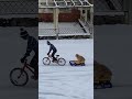 Sled Dog Has Unique Way of Getting Around