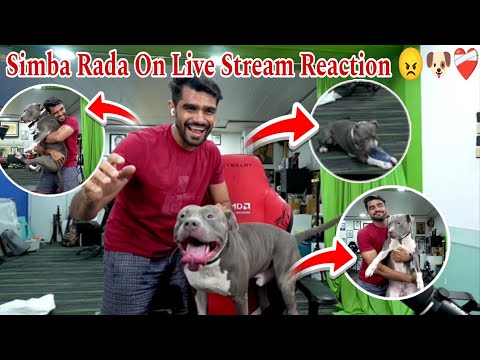 Simba On Stream Rada 😡 🐶❤️‍🩹ll Shreeman Dog Reaction ll #bandhilki #simba #shreemanfamily #shreeman 