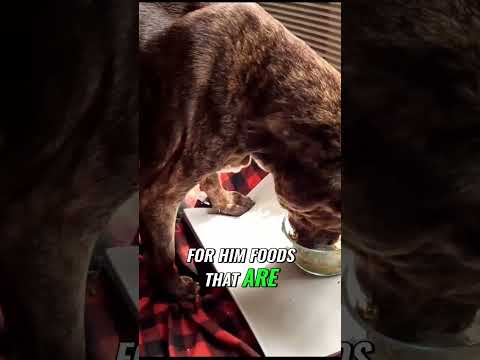 The Best Dog Food for Older Dogs  Optimize Your Senior Pup's Health