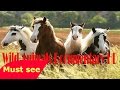WILD HORSES OF CHINA NATURE DOCUMENTARY Discovery Animals Nature Documentary