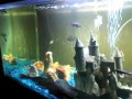 Tubby Fish