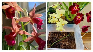 Phaius Orchid Stem-Propagation Experiment