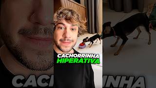 cachorrinha hiperativa 😂 @luizmarcondesss #livedobrino #humor #MundinhoBrino