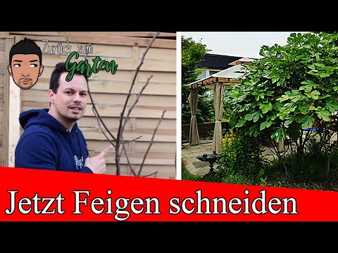 Feigen im Frühjahr richtig schneiden für mehr Ernte