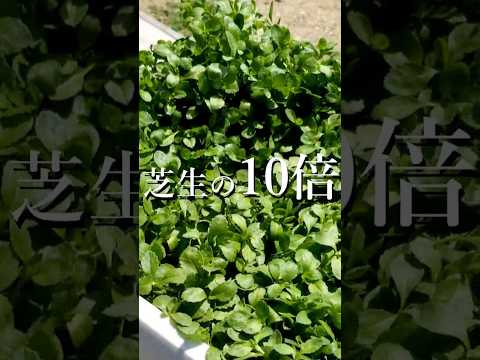 他の植物を守る、長く咲き続けるグランドカバーフラワー9種！  庭園