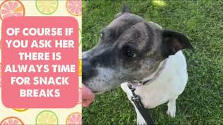 MEET SOPHIE AT KC PET PROJECT