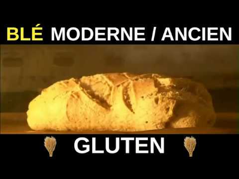 GLUTEN : blé moderne vs. blé ancien