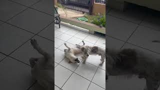 Video preview image #1 Chihuahua-Unknown Mix Puppy For Sale in NYC, NY, USA