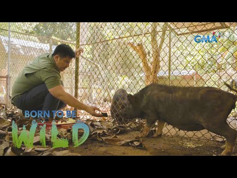 Hybrid wild boar found weak and almost dead | Born to be Wild