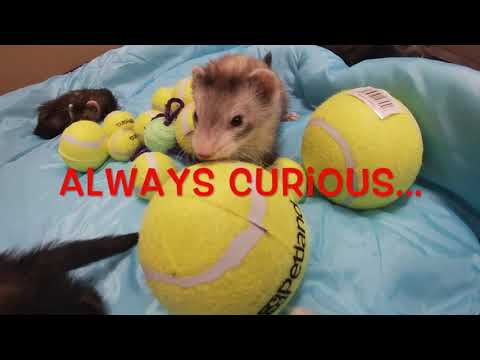 Adorable Baby Ferrets Cuddle, Sleep, and Play