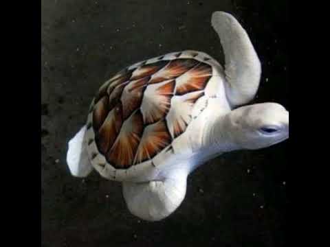 Fungagá da Bicharada