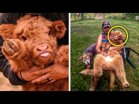 image-What are the small fluffy cows called?