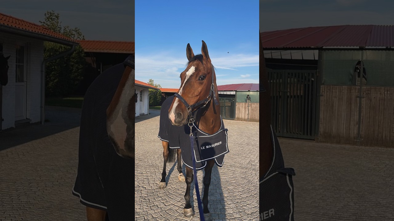 O'Chapeau MB ☆ (CHAPEAU TN x CAROMBOLE) video 3