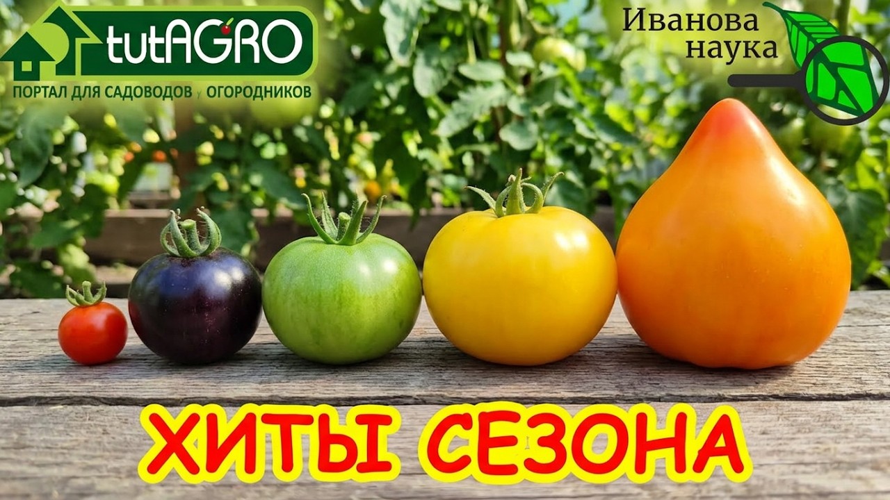 Забудьте про ТЕПЛИЦЫ! 🙅‍♂️ Урожай этих ВЫСОКИХ томатов завалит вас! 🍅🚀