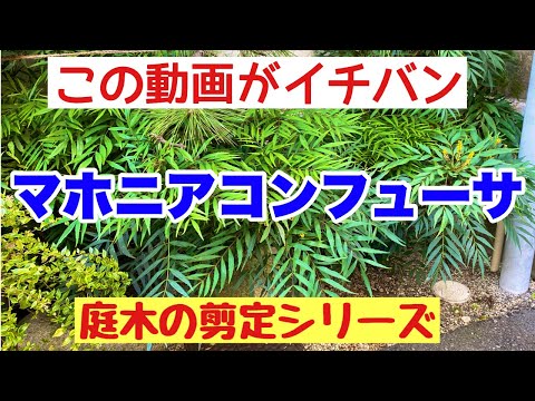 装飾用マホニア 植物