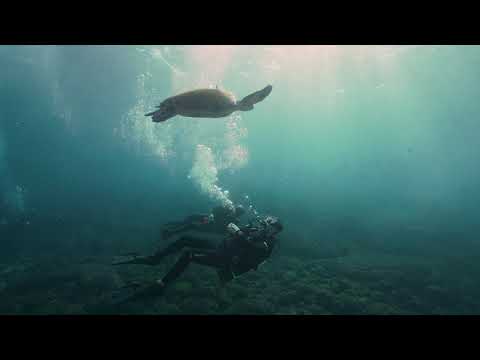 Jetty Dive Centre