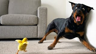 FILHOTINHOS ENGRAÇADOS QUE FARÃO VOCÊ RIR