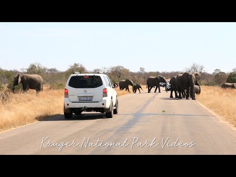 Elephant Herd stop traffic in Kruger Park Roadblock.