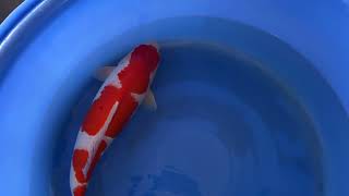 video van Kohaku 2406009