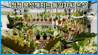 새로운 식물들 온실 입성!! 이러다 금방 식물로 꽉 차겠네요 ㅠㅠ 온실일기2!!