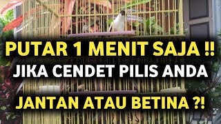 Download lagu PANCINGAN SUARA CENDET BIRAHI MENDETEKSI JENIS PILIS JANTAN DAN BETINA mp3