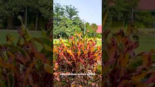 Download lagu story wa 30 detik viral tiktok|| Dinda jangan marah marah mp3 Download lagu story wa 30 detik viral tiktok|| Dinda jangan marah marah mp3