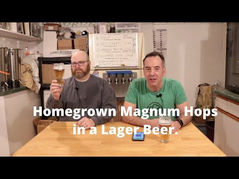 Selbst angebauter Magnum-Hopfen in einem Pilsner Lagerbier - Brew Dudes