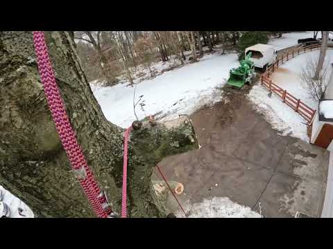 Arborist Advanced Rigging: tips and tricks