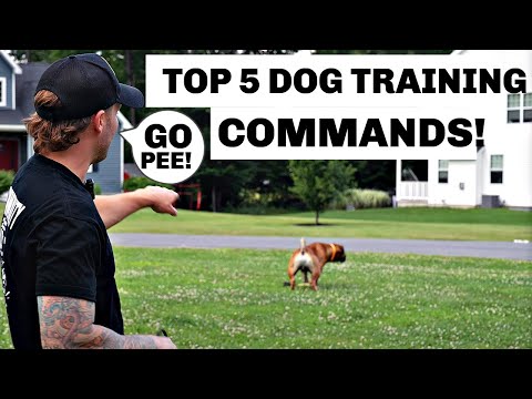 Master These 5 Commands and Change Your Dog’s Life