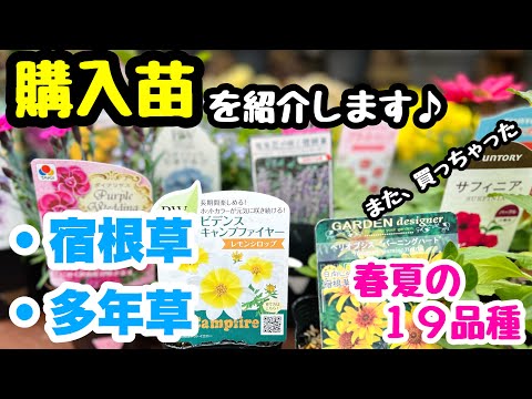 オダマキの苗木