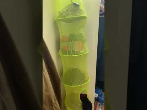 59 Goodenough #2 (1/11)