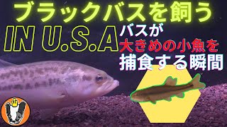 ブラックバスを飼う in U.S.A アブラハヤを水槽に入れてみた