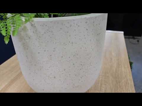 Showroom Highlights  Bird of Paradise & Tropical Palm Display - Designer Plants