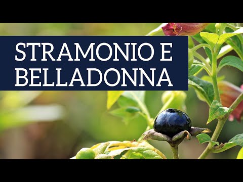 , title : 'Datura stramonio e belladonna, le piante delle streghe, pronte per Halloween!'