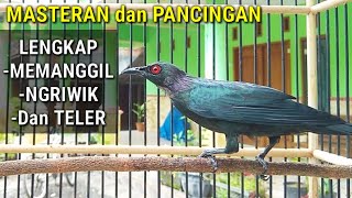 Download lagu Ampuh! Suara panggilan JALAK KELING lanjut ngriwik dan teler pancingan untuk melatih cucak keling mp3