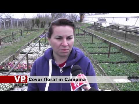 Covor floral în Câmpina