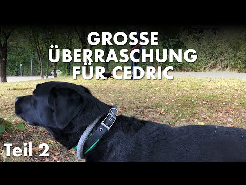 Cedric der Labrador - 171 | Große Überraschung für Cedric! - Teil 2