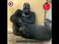 Monkey Sex