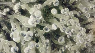 Cannabis Under High Magnification!