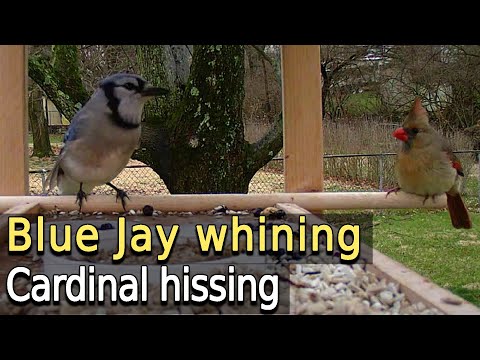 Blue Jay whining - Cardinals hissing - Starlings