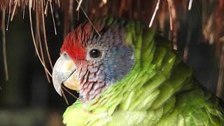 Download lagu Friedli goes Foz de Iguazu mp3