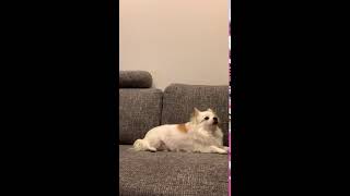 5キロチワワ夜更かしTime