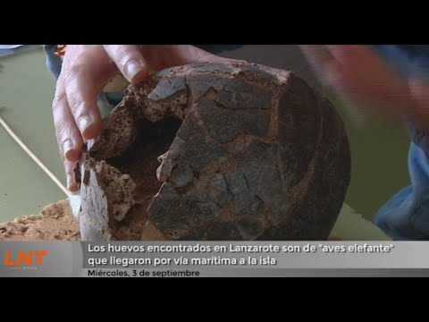 ¿Cómo llegaron “aves elefante” a Lanzarote?