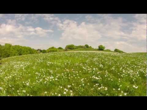 Fioritura dei narcisi e Monte Antola