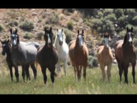 Cowboy's Delight - John Denver