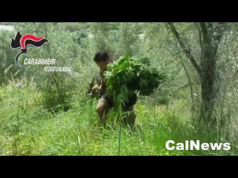 Oppido Mamertina :: 29/04/2017 :: Scoperta piantagione di canapa indiana, un arresto.