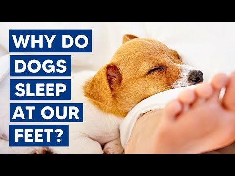 帶你解密 8 種狗狗奇特行為背後隱藏的含義 (8 Odd Dog Behaviors That Have Hidden Meanings)