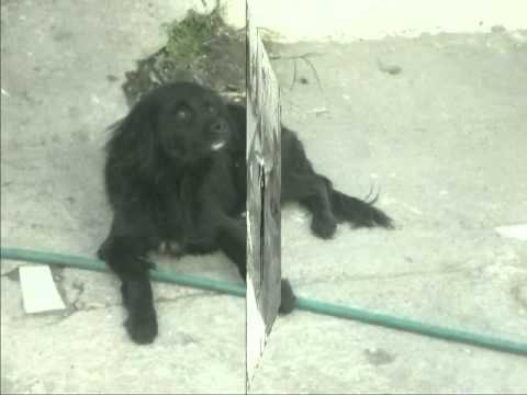 PERRITO ADOPTADO DESPUES DE UN LARGO SUFRIMIENTO